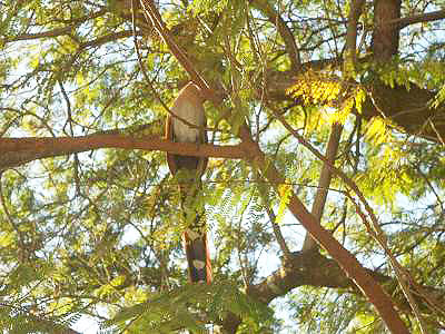 Cambuí condenado era pouso de um alma-de-gato